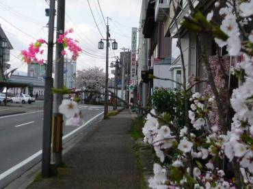 やっと咲いたと思ったら、あっという間に満開の桜です｜「いなげ花店」　（山形県上山市の花キューピット加盟店 花屋）のブログ