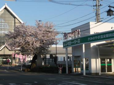 かみのやま温泉駅前の桜やっと満開です｜「いなげ花店」　（山形県上山市の花キューピット加盟店 花屋）のブログ