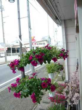 サフィニアとオリズルランで遊んでみました｜「いなげ花店」　（山形県上山市の花キューピット加盟店 花屋）のブログ