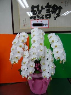 p1100242