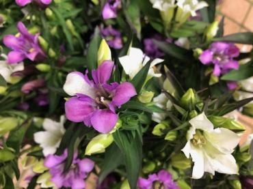 紅白 笹りんどう 花屋ブログ 山形県上山市の花屋 いなげ花店にフラワーギフトはお任せください 当店は 安心と信頼の花 キューピット加盟店です 花キューピットタウン