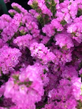 メリーピンク という名前のスターチス 花屋ブログ 山形県上山市の花屋 いなげ花店にフラワーギフトはお任せください 当店は 安心と信頼の花 キューピット加盟店です 花キューピットタウン