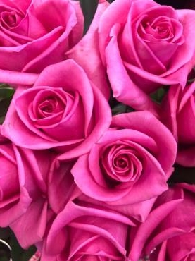 ピンクレディブルという名前の薔薇 花屋ブログ 山形県上山市の花屋 いなげ花店にフラワーギフトはお任せください 当店は 安心と信頼の花キューピット加盟店です 花キューピットタウン