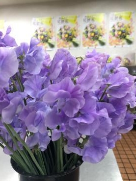 グレースという名前のスイートピー 花屋ブログ 山形県上山市の花屋 いなげ花店にフラワーギフトはお任せください 当店は 安心と信頼の花 キューピット加盟店です 花キューピットタウン