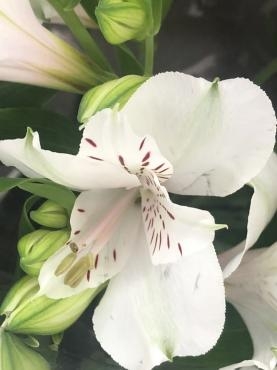 s__190545927
