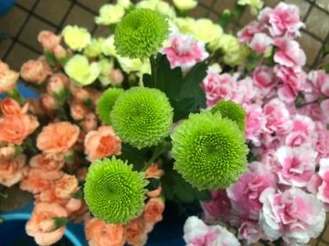 【フィーリンググリーン】という名前のスプレー菊|「いなげ花店」　（山形県上山市の花屋）のブログ