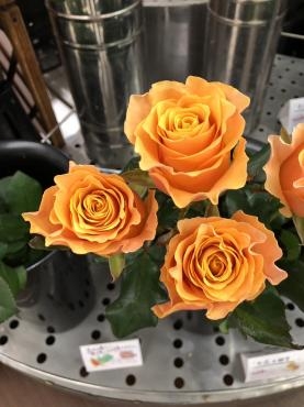 s__190922766