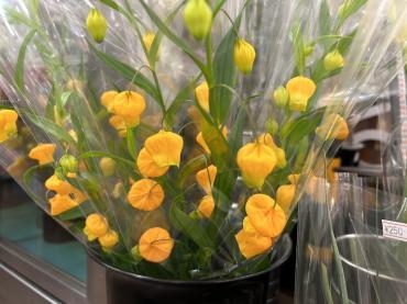 s__235831300