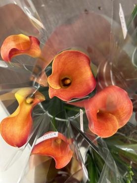 s__235831303