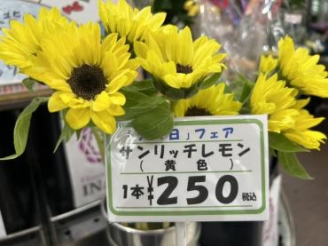s__2412052591