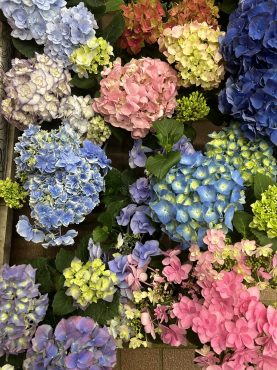 色とりどり②｜「いなげ花店」　（山形県上山市の花キューピット加盟店 花屋）のブログ