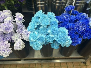 染めカーネーション3兄弟｜「いなげ花店」　（山形県上山市の花キューピット加盟店 花屋）のブログ