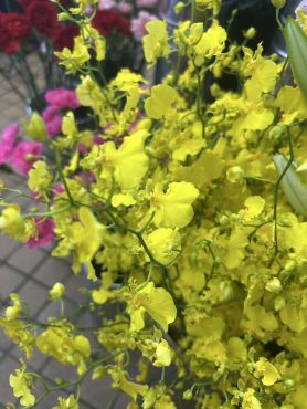 【ハニーエンジェル】という名前のオンシジウム｜「いなげ花店」　（山形県上山市の花キューピット加盟店 花屋）のブログ