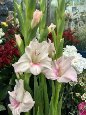 【アドレナリン】という名前のグラジオラス｜「いなげ花店」　（山形県上山市の花キューピット加盟店 花屋）のブログ