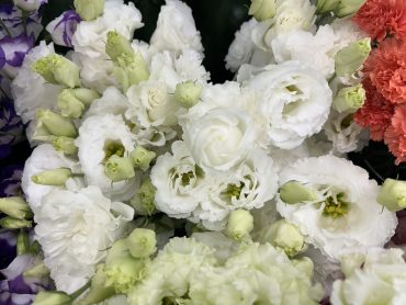 【オードリー】という名前のトルコキキョウ｜「いなげ花店」　（山形県上山市の花キューピット加盟店 花屋）のブログ