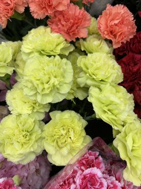 【シュピカ】という名前のカーネーション｜「いなげ花店」　（山形県上山市の花キューピット加盟店 花屋）のブログ