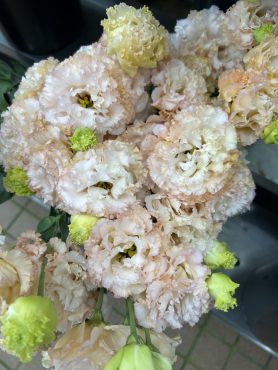 【ボヤージュアプリコット】という名前のトルコキキョウ｜「いなげ花店」　（山形県上山市の花キューピット加盟店 花屋）のブログ