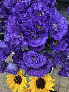 【セレブブルー】という名前のトルコキキョウ|「いなげ花店」　（山形県上山市の花屋）のブログ