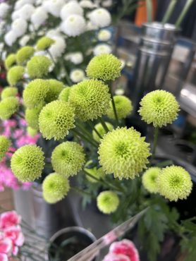 【レポス】という名前のスプレーマム|「いなげ花店」　（山形県上山市の花屋）のブログ