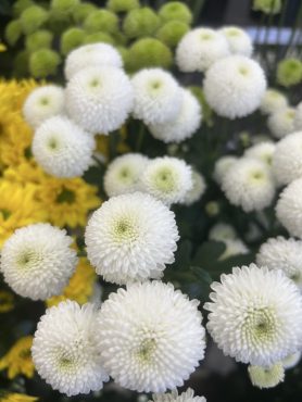 【ニュートン】という名前のスプレーマム|「いなげ花店」　（山形県上山市の花屋）のブログ
