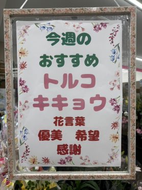 今週のおすすめ　weekly Flower 481｜「いなげ花店」　（山形県上山市の花キューピット加盟店 花屋）のブログ