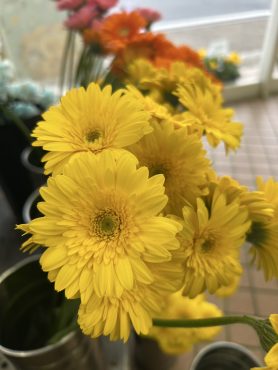 【リモーネケーキ】という名前のガーベラ|「いなげ花店」　（山形県上山市の花屋）のブログ
