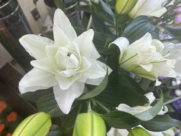 【シャルドネ】という名前の八重咲オリエンタルリリー|「いなげ花店」　（山形県上山市の花屋）のブログ