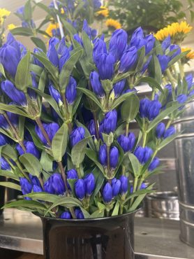 【るりおとめ】という名前のりんどう入荷しています|「いなげ花店」　（山形県上山市の花屋）のブログ
