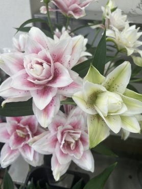 【サマンサ】という名前の八重咲オリエンタルリリー|「いなげ花店」　（山形県上山市の花屋）のブログ