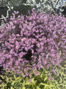 【フランボワーズ】という名前の宿根スターチス｜「いなげ花店」　（山形県上山市の花キューピット加盟店 花屋）のブログ