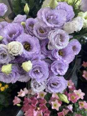 【マキアラベンダー】という名前のトルコキキョウ｜「いなげ花店」　（山形県上山市の花キューピット加盟店 花屋）のブログ