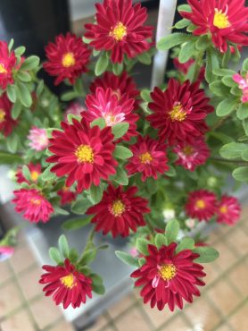 【スカーレット】という名前のアスター|「いなげ花店」　（山形県上山市の花屋）のブログ