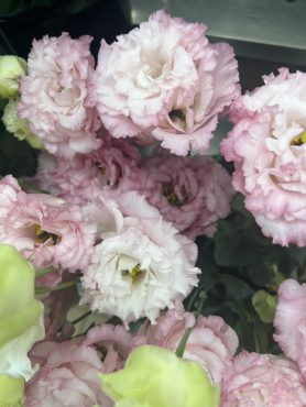 【ボヤージュチャームピンク】という名前のトルコキキョウ｜「いなげ花店」　（山形県上山市の花キューピット加盟店 花屋）のブログ