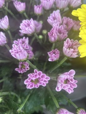 【セイアルノ】という名前のスプレーマム｜「いなげ花店」　（山形県上山市の花キューピット加盟店 花屋）のブログ