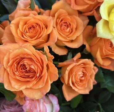 【キングスデイ】という名前の薔薇｜「いなげ花店」　（山形県上山市の花キューピット加盟店 花屋）のブログ