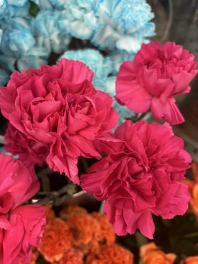 【マンダレイ】という名前のカーネーション｜「いなげ花店」　（山形県上山市の花キューピット加盟店 花屋）のブログ