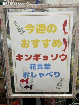 今週のおすすめ　weekly Flower 496｜「いなげ花店」　（山形県上山市の花キューピット加盟店 花屋）のブログ