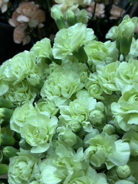 【グリーンガーデン】という名前のスプレーカーネーション｜「いなげ花店」　（山形県上山市の花キューピット加盟店 花屋）のブログ