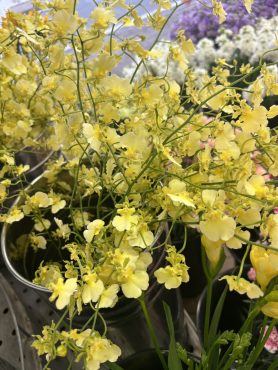 【エレナ】という名前のオンシジウム｜「いなげ花店」　（山形県上山市の花キューピット加盟店 花屋）のブログ