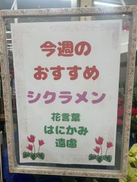 今週のおすすめ　weekly Flower 501｜「いなげ花店」　（山形県上山市の花キューピット加盟店 花屋）のブログ