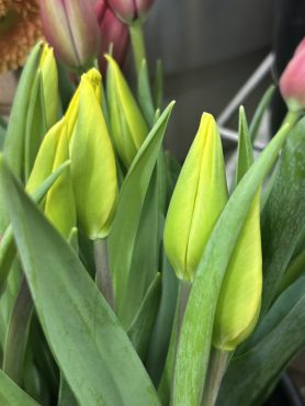 【ヤンファンネス】という名前のチューリップ｜「いなげ花店」　（山形県上山市の花キューピット加盟店 花屋）のブログ