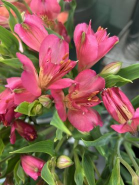 【トルマリン】という名前のアルストロメリア｜「いなげ花店」　（山形県上山市の花キューピット加盟店 花屋）のブログ