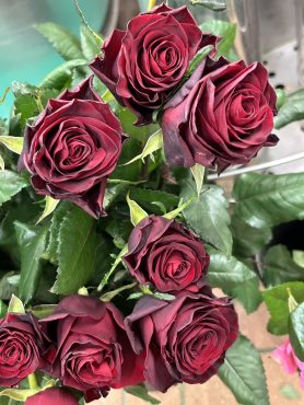 【ベルベットリップ】という名前の薔薇｜「いなげ花店」　（山形県上山市の花キューピット加盟店 花屋）のブログ