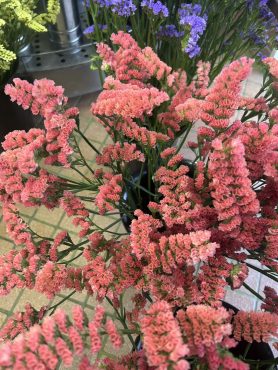 【サニープラータ】という名前のスターチス｜「いなげ花店」　（山形県上山市の花キューピット加盟店 花屋）のブログ