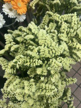 【ムーンエーゼ】という名前のスターチス｜「いなげ花店」　（山形県上山市の花キューピット加盟店 花屋）のブログ