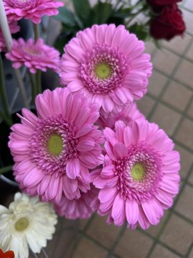 【ビラルド】という名前のガーベラ｜「いなげ花店」　（山形県上山市の花キューピット加盟店 花屋）のブログ