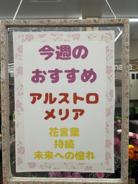 今週のおすすめ　weekly Flower 510｜「いなげ花店」　（山形県上山市の花キューピット加盟店 花屋）のブログ