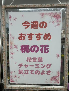 今週のおすすめ　weekly Flower 509｜「いなげ花店」　（山形県上山市の花キューピット加盟店 花屋）のブログ