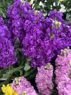 【アイアンパープル】という名前のストック|「いなげ花店」　（山形県上山市の花屋）のブログ