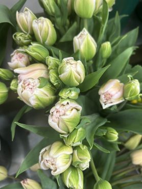 【ドリーマー】という名前のチューリップ|「いなげ花店」　（山形県上山市の花屋）のブログ